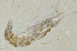 Two Cretaceous Fossil Shrimp Plate - Lebanon #107657-2